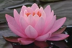 lotus.jpg